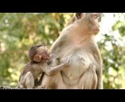 Baby Monkey Crying