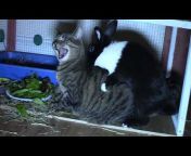 Funny Foster Animals