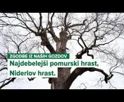 SiDG - Slovenski državni gozdovi