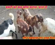 Jay Maa Chamunda Goat Farm Kishangarh Ajmer