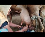 Village life u0026 Dairy Farm, Rajasthan