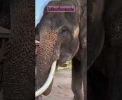 Elephant Thailand หญิงสุรินทร์ ถิ่นช้างเฮง