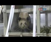 kiyo 可爱Giant panda
