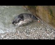 Great Orme Grey Seals (Halichoerus grypus)