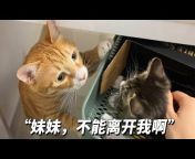 猫咪黄加橘【官方频道】