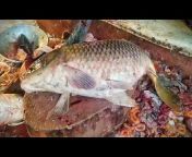 fish cutting and unlimited show