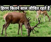 Hindi Facts Rn