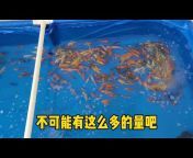 鱼贝贝锦鲤深水鱼科技