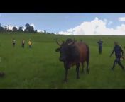 Philani Pman bull fights KZN
