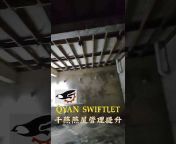 QYAN- SWIFTLET