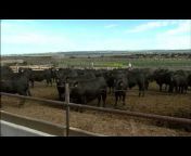 NCBA&#39;s Cattlemen to Cattlemen