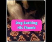 Dog Paw Blog