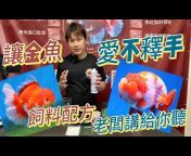中國風金魚-金魚專賣專賣金魚