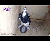 Arsel pigeon vlogs