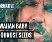 Hawaiian Baby Woodrose Seeds (LSA) - What Is It And How To Use?nnBecome a Zamnesian. Get your merchandise here ► https://bit.ly/merchandise-zamnesiannSUBSCRIBE FOR NEW VIDEOS ► https://bit.ly/subscribe-zamnesiannLSA is an increasingly popular hallucinogen, and Hawaiian Baby Woodrose seeds are one of the best legal ways to get it. So what exactly are they?nnFull Blog: https://bit.ly/meet-hawaiian-baby-woodrosenn****************************************************nLike Zamnesia on FACEBOOK: ht