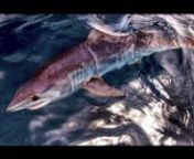 Fly fishing for mako sharks in San Diego with Capt. Dave Trimble. Nice mako crushes fly, then has several massive jumps out of the water. Great underwater footage shot with GoPro Hero III.