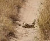 Watch as one of our safari guests films two male Puff Adders in combat – a venomous viper species found in Africa, just a few feet away from their vehicle while out on a game drive.