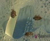 Stink bug trap - Virginia Tech from virginia tech