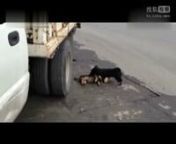 A Dog Try to Save His Friend After An Accident. A copy from the Chinese video site SohuTV