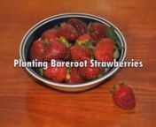 Everyone loves fresh, juicy strawberries, and they&#39;re one of the easiest fruits to grow in the home garden. The most economical way to purchase strawberries is bareroot. They usually come in sets of 20 or 25 plants and are available in spring. Bareroot strawberries are easy to plant and are perfect for growing in raised beds. This video shows how to plant bareroot strawberries.nnFor more information, read the article, Planting and Growing Strawberries: http://www.gardeners.com/Plant-Grow-Strawbe