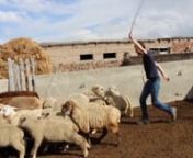 Kancha co-founder Tobias Gerhard learned what it takes to a shepherd... the hard way. He spent one day as a helping hand to shepherd Baatyrbek in Bokonbaevo, Kyrgyzstan.nnProduced for: Kanchawww.kancha.dennDirection/Camera/Editing: Mary Zweifel