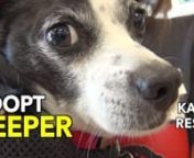 Keeper&#39;s Story...nHi There, my name is Keeper (Obviously because I&#39;m