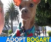 Bogart&#39;s Story...nMeet sweet Bogart. He was found running through the streets and nobody claimed him at the shelter! He is currently 9.5lbs and is working on putting on a bit of weight. He is an adorable chi/min pin/possible German Pinscher. He is a very special little guy who literally gets so excited when his foster first gets home that he shows his teeth in what looks like a funny smile Bogart is crate trained and loving it. He is learning how to play with other larger dogs in the home althou