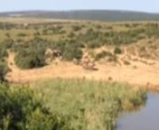 Elephants marching to the water. Addo Elephant Park, Sourh Africa. from sourh