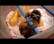 This is the trailer I cut for the US release of &#39;Too Cute! baby Sloths&#39; my sloth sanctuary documentary for Animal Planet. In the UK it is called &#39;Meet the Sloths&#39; and premieres on Animal Planet in the UK on March 4th. nnFor more sloth-based cute crack follow my blog http://slothville.com or twitter @slothville