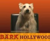 In this edition of IT’s TODD’s SHOW - Bark Hollywood focuses on The GOLDEN GLOBE AWARDS including Meryl Streep, the movie Precious, Sandra Bullock Mariah Carey, and Zak G.from The Hangover...nnIn this the first installment of TODD’s SHUFFLE - Todd has a Internet Connection/Blind Date with a Lakeland Terrier from Hell. Our hilarious Dame Bisquette “Plays Dead” for Pet Affection TJ is demo dog once again.Freak of the Week: This Dog thinks he’s Hannibal Lechter.