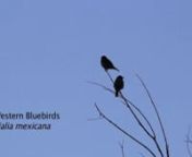British Columbia was our best chance to see and film Western Bluebirds for our upcoming film