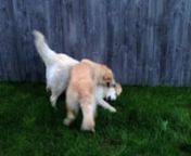 Mollie (white) and Lilly (golden) are two golden retrievers playing and having fun. Mollie ends up humping Lilly to her annoyance. They&#39;re both girls haha