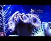 Leather Coral Polyps Expanding nVisit Me at www.TheSea.OrgnMusic: