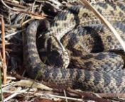 You know spring has arrived when the adders appear in numbers.If you are quiet and ensure your shadow doesn&#39;t fall on them it&#39;s surprising how close you can get without disturbing them.(That said you can hear some passing birdwatchers talking in the background!)