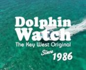 Dolphin Watch - The Key West Original Since 1986 from pattyc