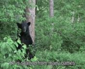 Two mature wild black bear males battle over a female during mating season.A researcher just happened to be videoing one of the males as he back-rubbed a tree and straddled vegetation and caught the fight on tape.