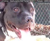 SAVE ATHENA #A4796431n**EXTREMELY URGENTnnnREPOSTING FOR URGENCYnnnLook at that magnificent Girl! All psyched to be running around outside in the sun! Let&#39;s get her back to the good times. Running free and fun. Can you spare a little love for the beautiful Athena who scored a resoundingly great &#39;B&#39; on her temp test? She&#39;ll make it worth your whilennnBREED: Pit Bull MixnAGE: 2 YearsnSEX: FemalenKENNEL: 218nIN SINCE: 1/30/15nnnAT: Carson Animal ShelternPHONE: 310-527-5158n216 W Victoria St.nGarden