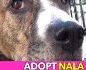 Nala&#39;s Story...nHello there, I&#39;m Nala. I&#39;m about 5 years old (August 2014). My foster dad and I are good friends. We love doing activities together such as going for a hike, car rides and trips to the beach. I have the best house manners and I am a pro at being trained! I am already spayed, housetrained, up to date with shots, and good with dogs. My foster daddy loves me so much. I need to find a forever home so he can foster another lucky dog that was saved like me.nnBreed: Pit Bull Terrier/Box
