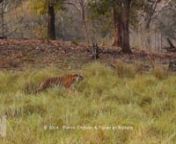 la tigresse Urmapani en chasse dans le parc de Kanha