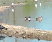 The Northern Shoveler breeds across the entire northern hemisphere,many birds migrate south into Asia and Africa.Resident in the UK where these birds were filmed. The odd one even overruns to Australia, where they may be found with the related Australasian Shovelersee: https://vimeo.com/121429173nnAlso present in the film are Black-headed Gulls, Carrion Crows, Tufted Duck and a Canada Goose