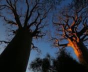 Un documentaire sur les baobabs de Madagascar (56mn)nnPar leur taille impressionnante et leurs formes originales, les baobabs figurent parmi les arbres les plus remarquables. Encore mal connus à Madagascar, les géants sont actuellement menacés par la déforestation. Pour les étudier au coeur de leurs forêts, Cyrille Cornu et Wilfried Ramahafaly partent en pirogue à balancier explorer 400 kilomètres de côtes sauvages et isolée dans l&#39;ouest malgache.nnUn film de Cyrille CornunMusique D&#39;Ga