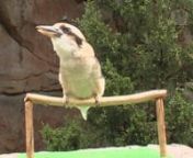 The distinct voice of the Kookaburra sounds like human laughing— some people think! They are carnivorous, preferringmice, bugs, small reptiles and snakes.nCourtesy of The Cincinnati Zoo &amp; Botanical Garden