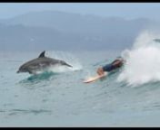 Dolphin and surfer sharing the waves atWategos Beach, Byron Bay. Australia.