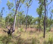 The impacts of gamba grass in Litchfield National Park (NT) and how NERP research is helping park managers better direct their resources to control the threat have been highlighted in a new video. Gamba grass is a serious environmental problem in northern Australia. The grass was heavily promoted and highly valued as an alternative pasture for cattle during the 1980s, due to its prolific growth and an ability to thrive under harsh conditions. In the 1990s, the weed began to spread outside pastor