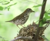 A female Wood Thrush is sitting on the nest waiting for the male to bring more food. When he gets nearby, she flies off and he comes in to feed the hungry babies. Notice the spider on the adult birds&#39; breast as he starts feeding. As happened in almost every visit, the adult bird consumes a fecal sac from one of the young after the feeding. Note that when the spider drops off the adult, it is quickly caught and fed to one of the open mouths.