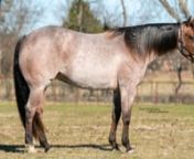 ⚡️1 day auction⚡️ends Sat. 2/9 @7pm cst nn�Metallic Cat�nbay roan 4 yr old mare nBarn name **Fancy**n�Dams is Playin N Fancy Peppy n - LTE &#36;178,561n - produce earnings over &#36;513,000n - NCHA Open super stakes 4thn nThis gorgeous mare meets the check list!!!!!!! ⬇️⬇️⬇️⬇️⬇️⬇️⬇️n✔️Super Stakes nominated n✔️Breeders Invitational eligible n✔️5 PANEL negative n✔️X-rays goodn✔️by �Metallic Cat�n✔️out of a Great mare nn2015