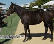 Lot 150 - So You Think (NZ) x Nena Canida FILLY - Inglis Easter Sale from canida
