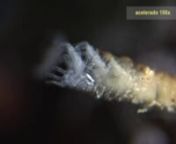 Nausithoe aurea é um pequeno cnidário do grupo dos cifozoários, que inclui as grandes águas-vivas ou medusas. Seu ciclo de vida é metagenético, isto é, inclui as fases de pólipo (séssil e bentônico) e medusa (de vida livre e planctônico).ntOs pólipos vivem no interior de um tubo e são geralmente encontrados crescendo sobre substratos calcários (corais ou conchas). O tubo dificilmente ultrapassa dois centímetros de comprimento. Ocorre desde o litoral de Santa Catarina até a Bahia.