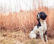 Finished sporting dogs stay on task and hunt exactly where they’re told to hunt, especially when patterning a field for upland birds or recovering downed game in thick cover. Train your dog the skill of “Hunting Cover on Command.”