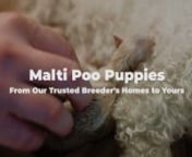 Malti Poo Puppies for Sale from malti